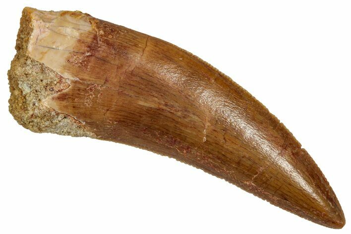 Serrated, Theropod (Deltadromeus?) Tooth - Morocco #341236